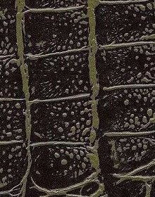 Crocodile Leather color olive